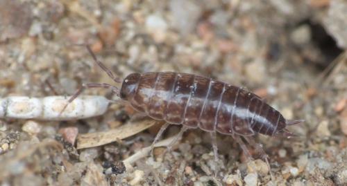 Réf. 275 704 : Chaetophiloscia sicula